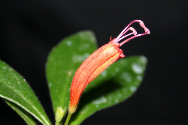 http://www.cloudjungle.com/cloudjungle/gesneriaceae/aeschynanthus/aeschynanthus humilis.jpg